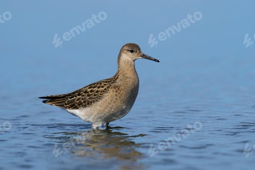 Preview: Ruff (Calidris pugnax)