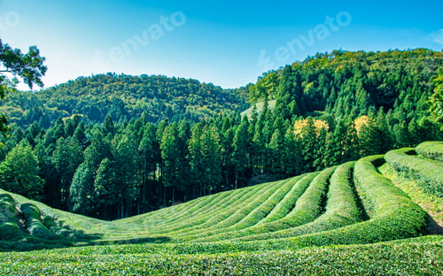 Preview: greenery Boseong tea garden