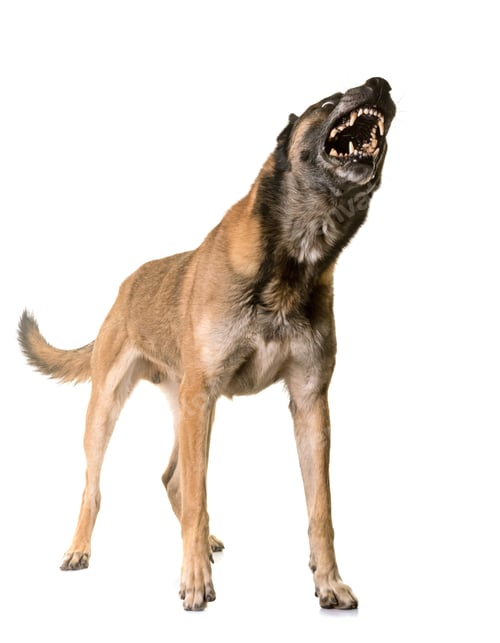Preview: belgian shepherd malinois