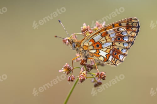Preview: Small Pearl Bordered Fritillary Butterfly