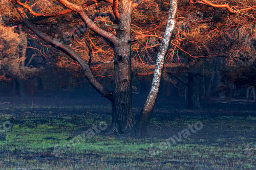 Preview: birch and pine tree burned in wild fire