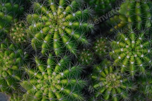 Preview: Variety of green cactus plants in pots. Cactus farming as a hobby concept.