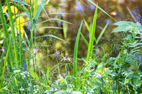 Preview: green grass close up on coast of forest pond