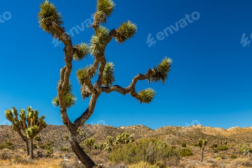 Preview: Joshua Tree National Park Is A Vast Protected Area In Southern California. It'S Characterized By