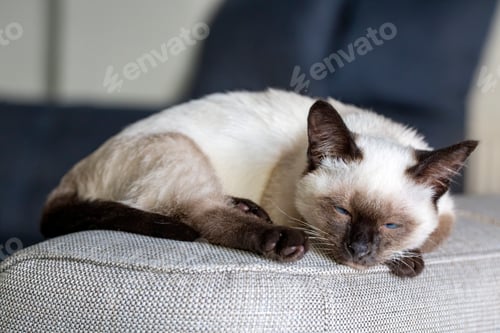 Preview: Cute kitten siamese cat indoor