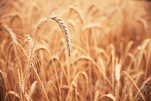 Preview: Close up photo of a wheat