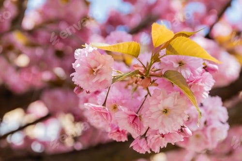 Preview: Pink Blossoms on a Flowering Tree in Spring