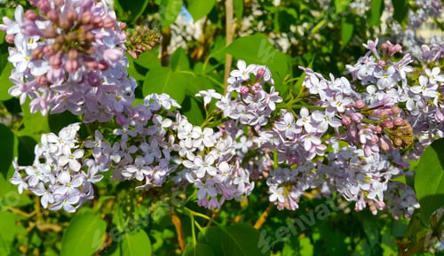 Preview: Beautiful flowers of blooming lilac bush