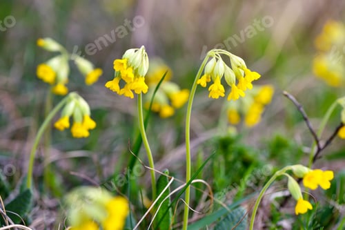 Preview: Primula veris (Сowslip) at garden grass in spring