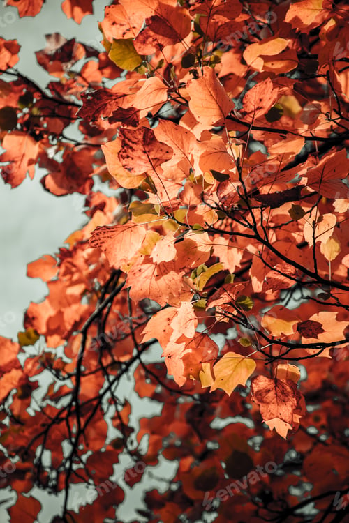 Preview: Low angel view of leaves on tree during autumn