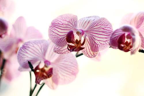 Preview: Beautiful orchid