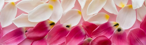 Preview: top view of white and pink floral petals, banner