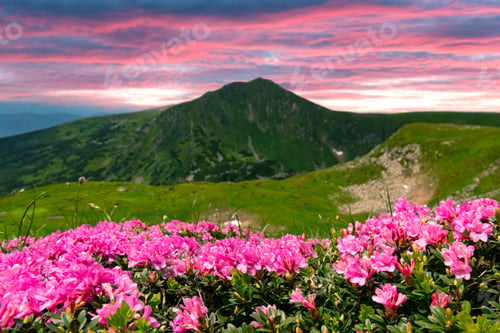 Preview: Pink rhododendron flowers in mountains