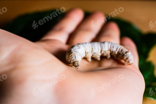 Preview: Bombyx mori, silkworm, on the palm of a person's hand.