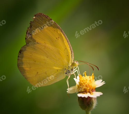 Preview: yellow Butterfly on flower in the garden