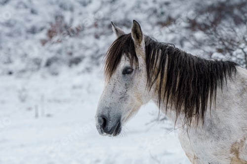 Preview: Black horse with flowing mane walking through snowy terrain