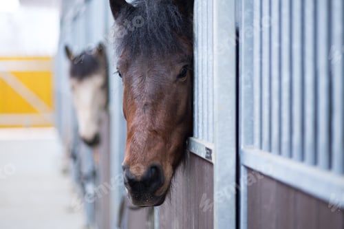 Preview: Horse stable from equitation sport riding school. Equestrian ranch paddock with no people.