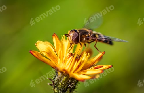 Preview: Bee collects nectar from flower crepis alpina