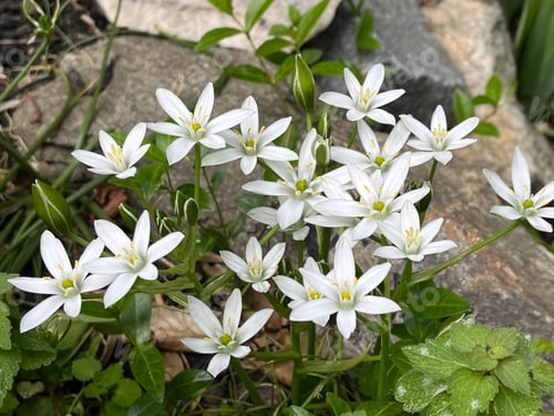 Preview: White Snow drops