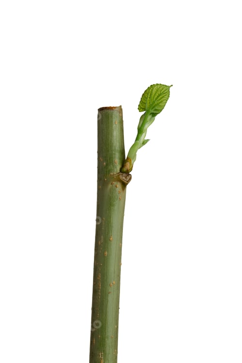 Preview: Mulberry cuttings