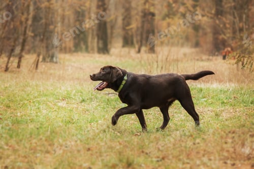 Preview: Labrador Retriever Dog breed on the field. Dog running on the green grass. Active dog outdoor.