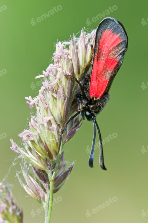 Preview: Red Butterfly on Green Spike