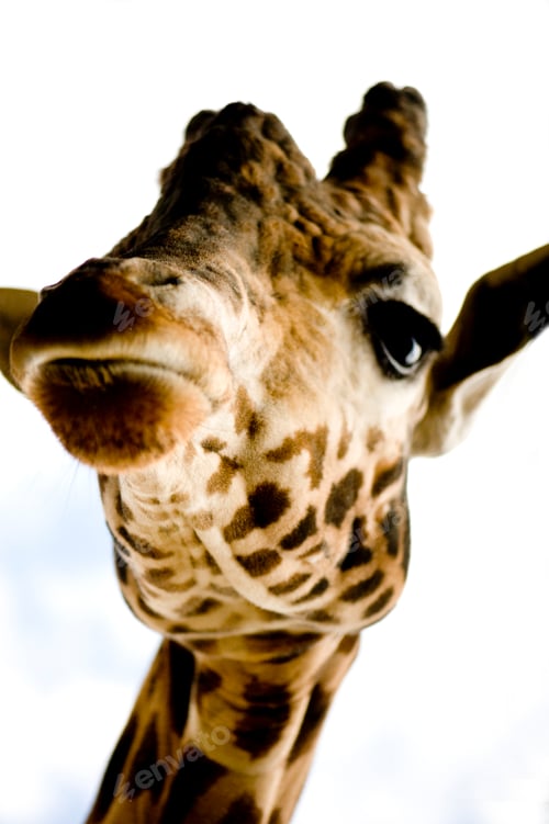 Preview: Giraffe