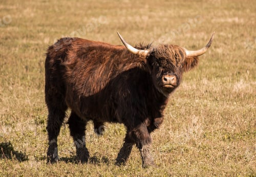 Preview: Highland cow
