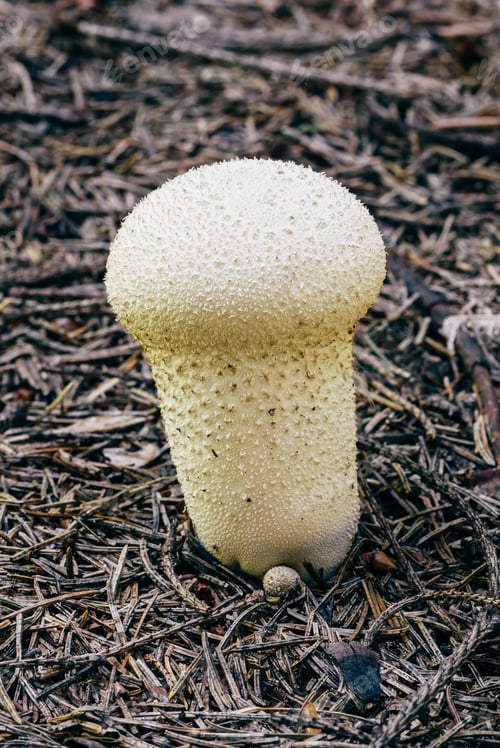 Preview: Young puffball mushroom
