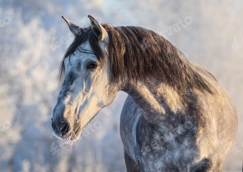 Preview: Winter portrait of Andalusian gray horse with long mane at sunset light