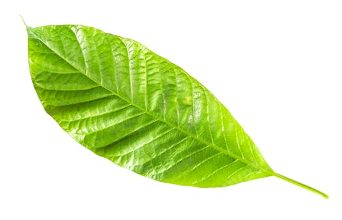 Preview: Isolated green leaf on white Background, Clipping paths