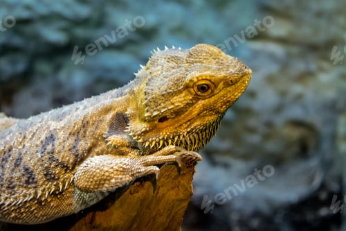 Preview: Bearded Dragon (Pogona vitticeps)