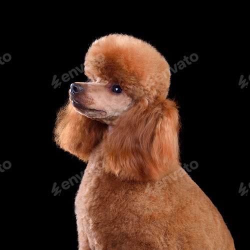 Preview: Studio portrait of red toy poodle