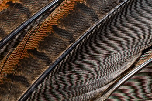 Preview: brown pheasant feathers with dark stripes. background