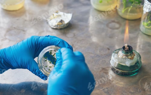Preview: laboratory jars with plants. Selective focus.