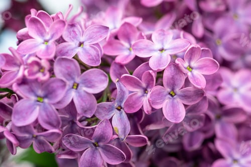 Vorschau: Lila lila Blumen blühen im Garten, Frühlingshintergrund