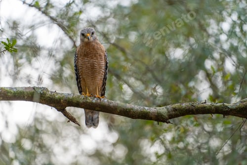 Preview: The red-shouldered hawk bird perching on a tree branch looking for prey to hunt in summer forest