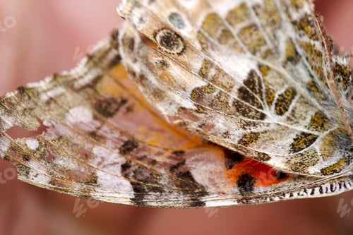 Preview: dead butterfly holding in hand