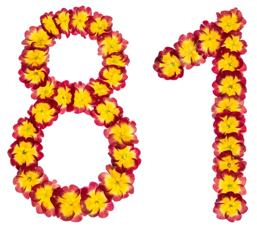 Preview: Numeral 81, eighty one, from natural flowers of primula, isolated on white background