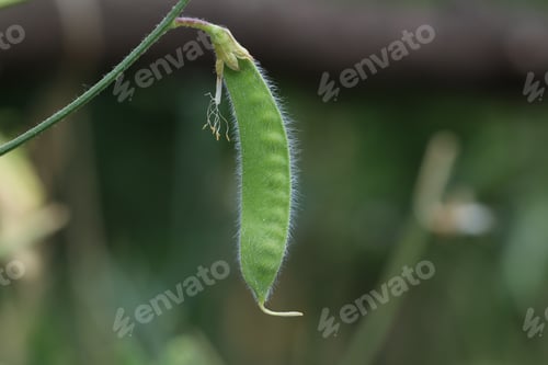 Preview: green, pea, vegetable, food, garden, plant, pod, healthy, agriculture, legume, organic, growth, natu