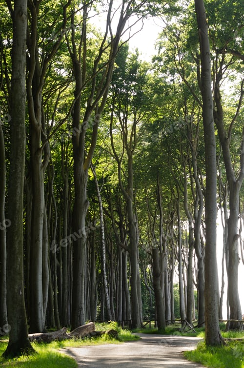 Preview: Ghost forest on the Baltic Sea coast, Nienhagen, Mecklenburg-West Pomerania, Germany.