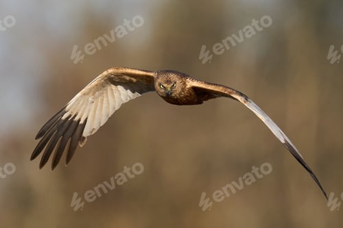 Preview: Western marsh harrier (Circus aeruginosus)