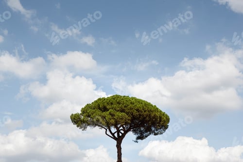 Preview: Lone tree and cloudy sky in Rome