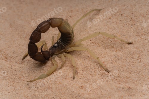 Preview: Burrowing Thick Tail Scorpion in a sandy environment