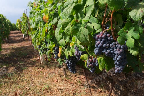 Preview: Vineyard