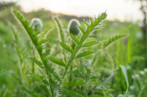 Preview: Spring season, poppy flower bush, green buds