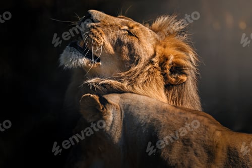 Preview: Majestic Lion and Lioness in Warm Sunlight