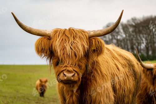 Preview: Selective headshot of a highland cow standing in а meadow looking at the camera