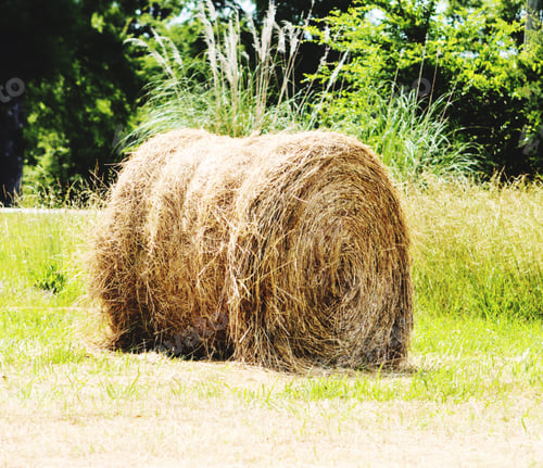 Preview: Single hay bales in field.