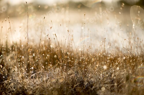 Preview: nature